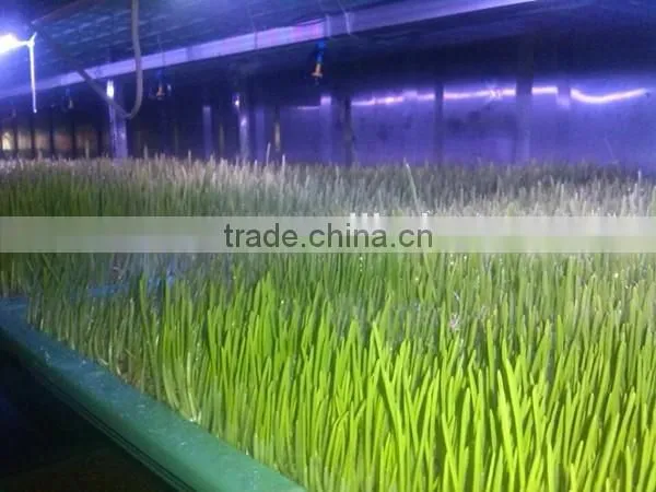 new type automatic barley sprout machine