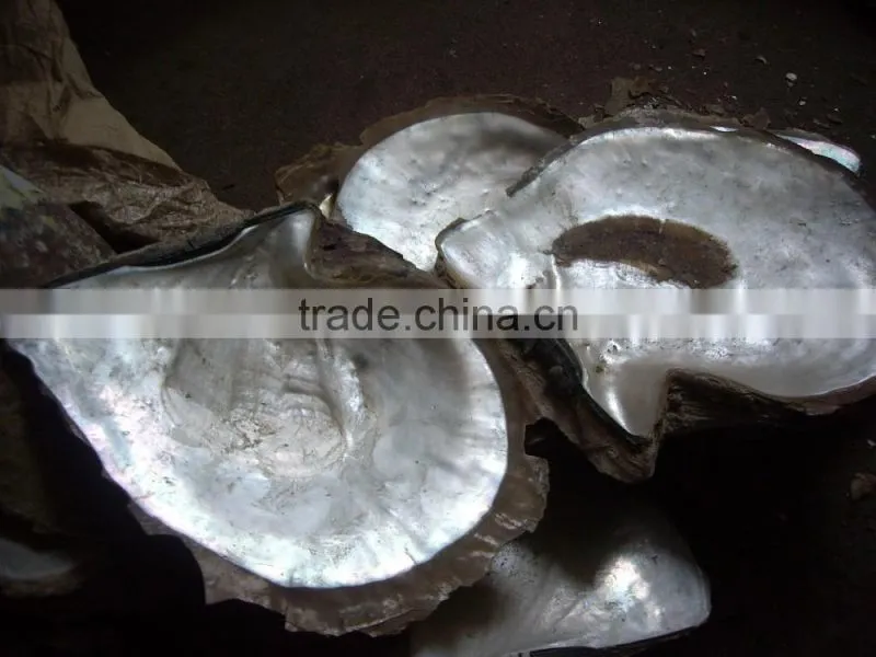 irregular triangle white lip mother of pearl shell veneer