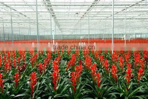 Winter garden flower greenhouse tunnel film