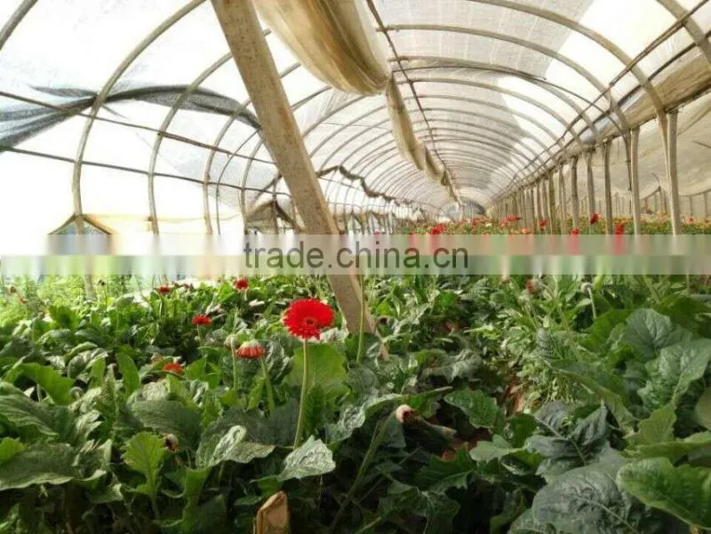 2016 Hot Sale Decorative Rose Flower Valentine's Day Occasion Fresh Cut Rose Flower Single Head