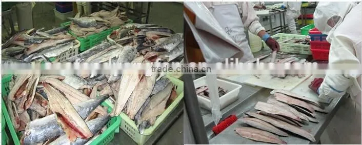 Frozen spanish mackerel seafood