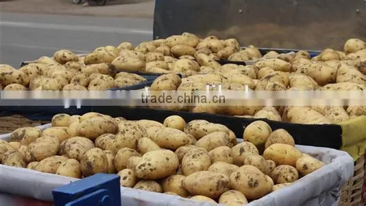 New crop potato varieties with competitive export price