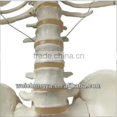 Biological Science Human Model Standard 85cm Skeleton on Pelvic Mounted Base