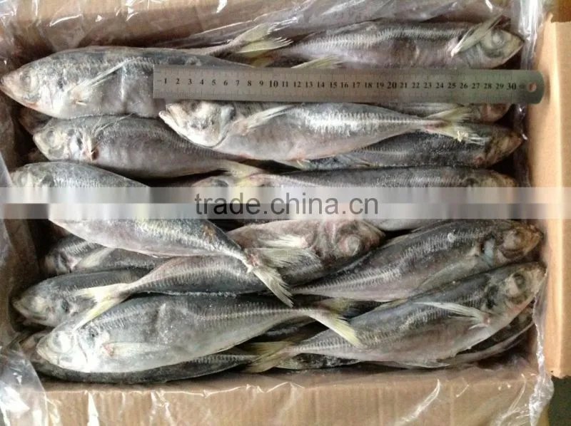 Frozen fish horse mackerel size 20cm+ fro sale