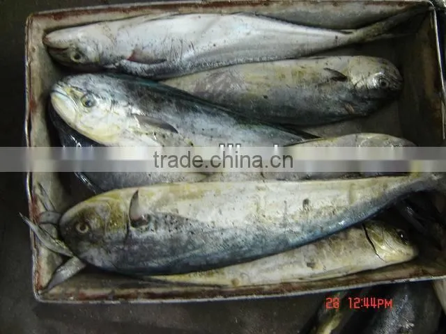 frozen mahi mahi fish 2-5kg