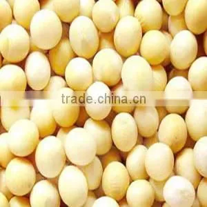 China Non-Gmo soya bean 2010