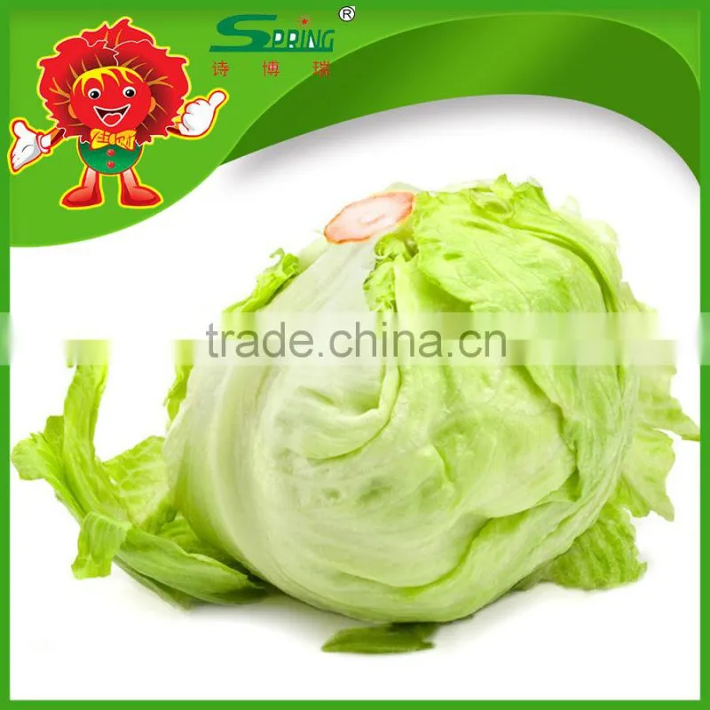 freezed leaf lettuce iceberg type lettuce grade one vegetable in Yunnan