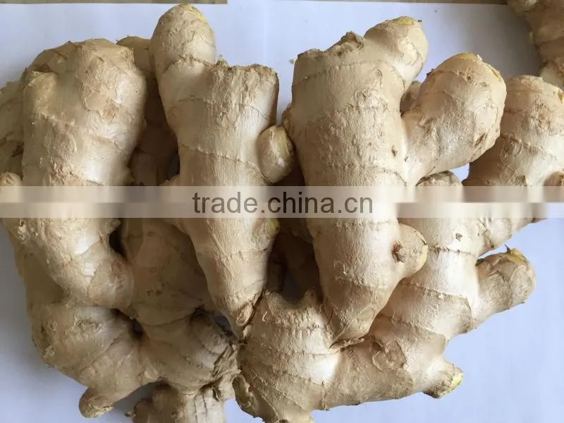 2015 new crop fresh ginger, air dry fresh ginger, chinese fresh ginger price