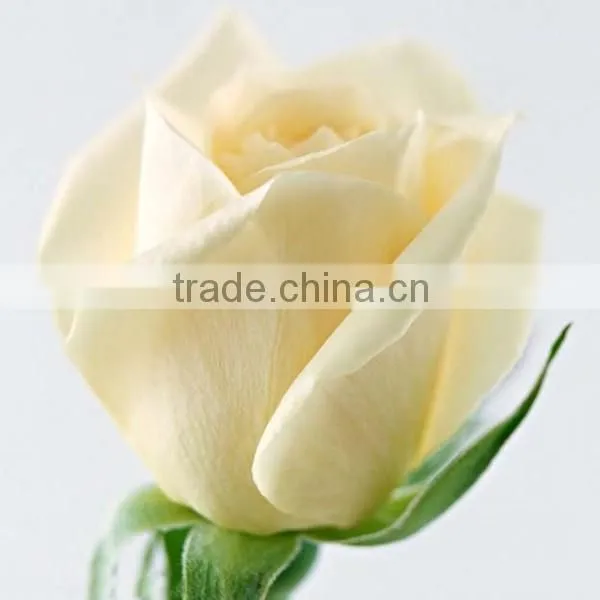 Fresh cut flowers suppliers white rose flowers