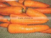 TY-1500A High Quality Radish Washing Machine (Video) Factory