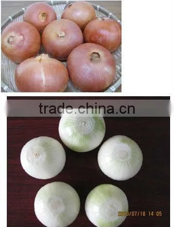 Onion Peeler Peeling Mahcine Skin Remover Striper Processing Machine