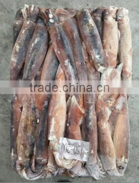 Seafrozen BQF Argentinus Illex Squid