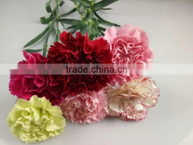 Decorative Flowers Carnation Cut Flower For Wedding Decoration From Yunnan,China
