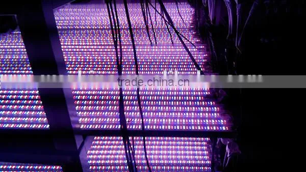T8 led tube grow light for greenhouse, t8 red blue led plant grow light tube for hydroponic lettuce