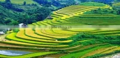 Vietnam Long Grain White Rice 25% Brocken