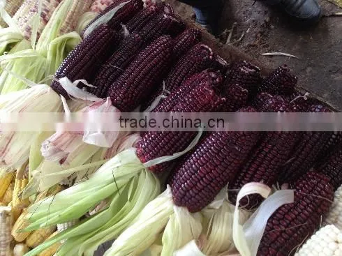 Steamed/Blanched IQF Frozen waxy purple corn purple color