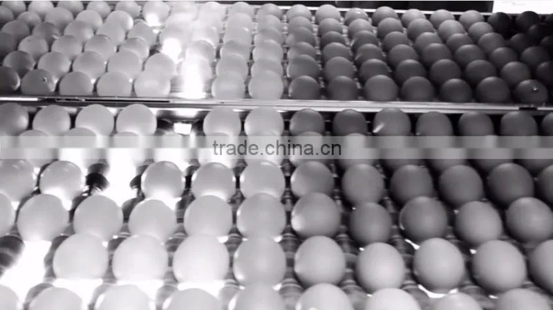 CLEAN FRESH WHITE AND BROWN EGGS FOR SALE BRAZIL ORIGIN