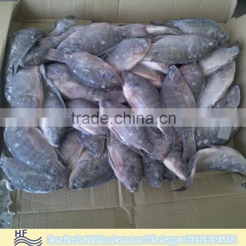 HHF FROZEN BLACK TILAPIA WHOLE ROUND