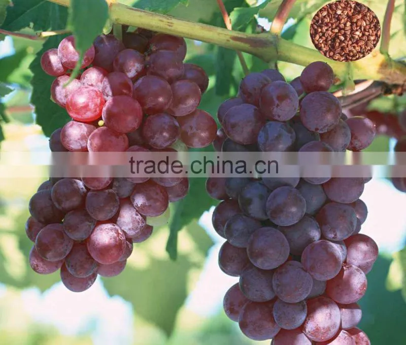 2016 High Germination Rate Grape Seed For Growing