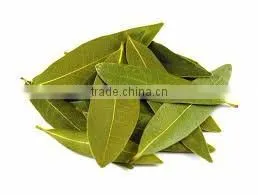 Bay Leaf oil (Cinnamomum tamala)