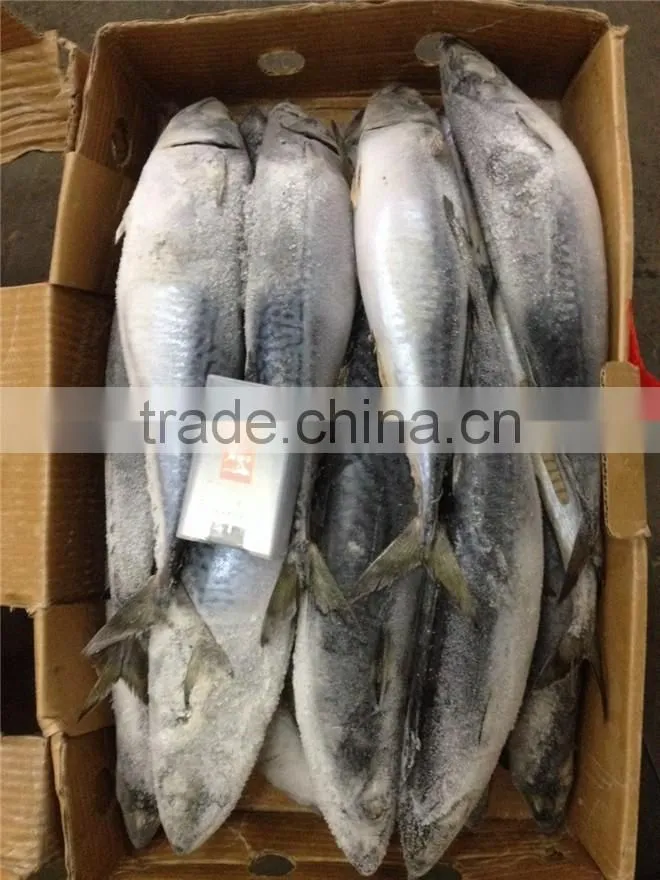 frozen good quality pacific mackerel