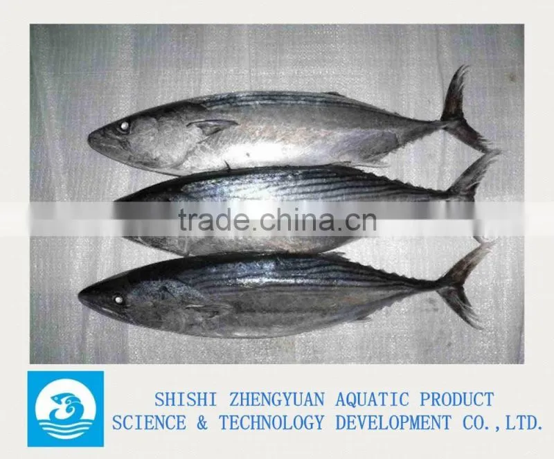 Frozen Tuna/Skipjack/Bonito Fish