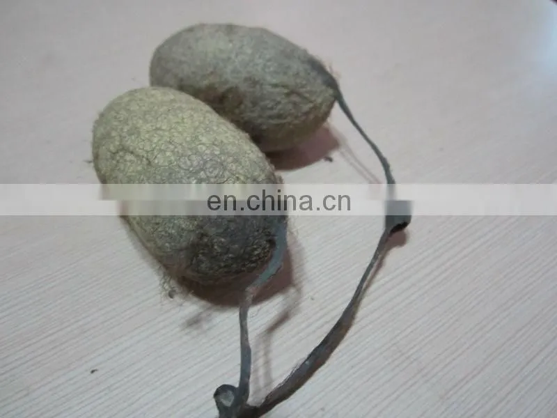 White Eri Cocoon