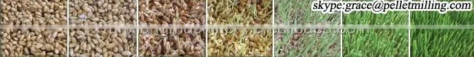 Hydroponic barley fodder bean sprout machine for cattle,rabbit,sheep,horse / Grass Growing Machine