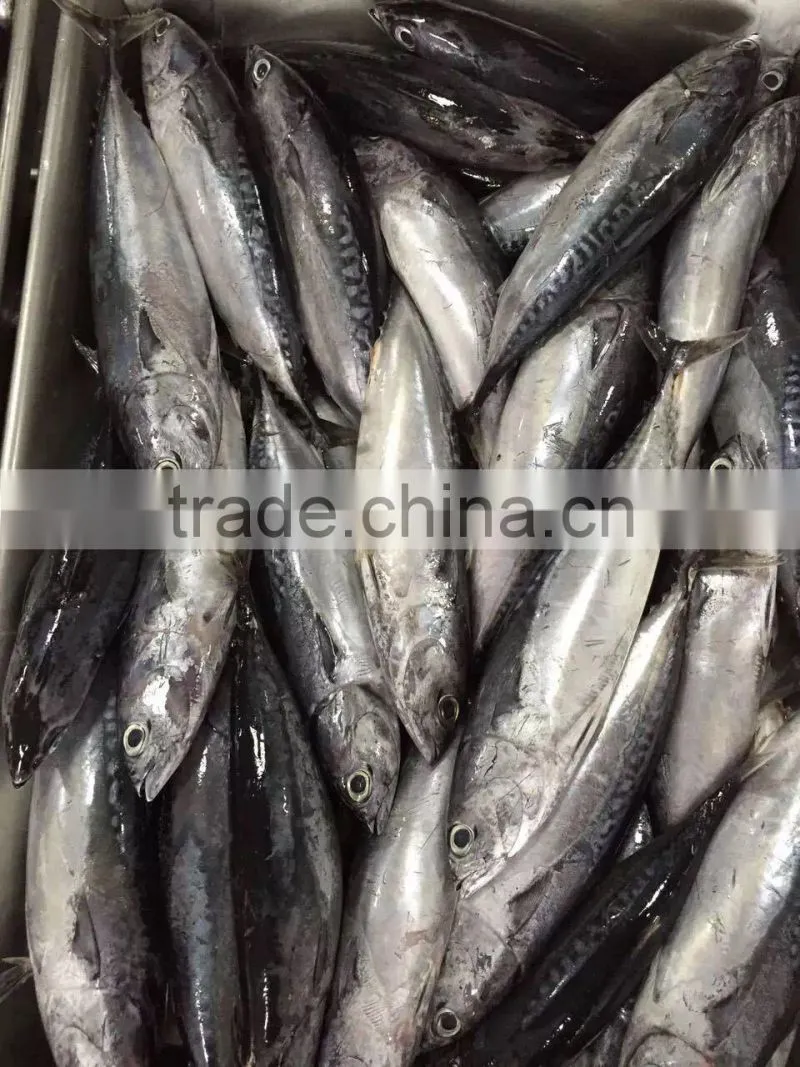 2015 frozen bonito whole round 300-500g/pc for marketing
