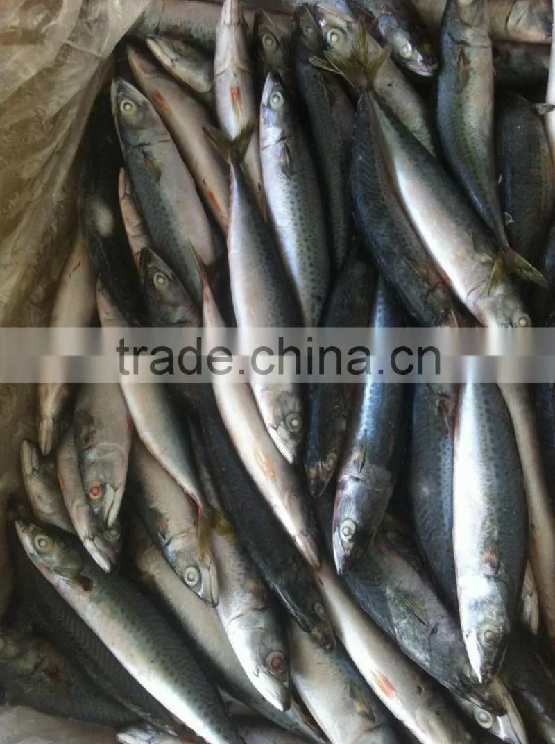 frozen pacific mackerel