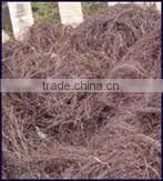 GRACILARIA IN VIETNAM WITH BEST PRICE