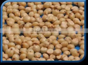 Sorghum