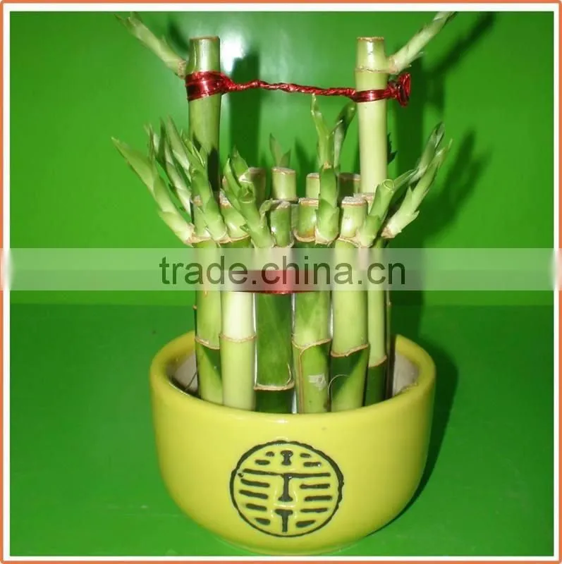 bucket shape lucky bamboo bonsai dracaena sanderiana indoor ornamental aquatic feng shui plants nursery garden decoration