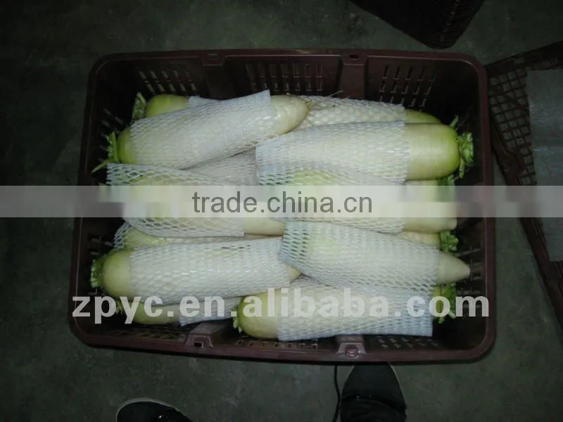 Fresh vegetable white raidsh