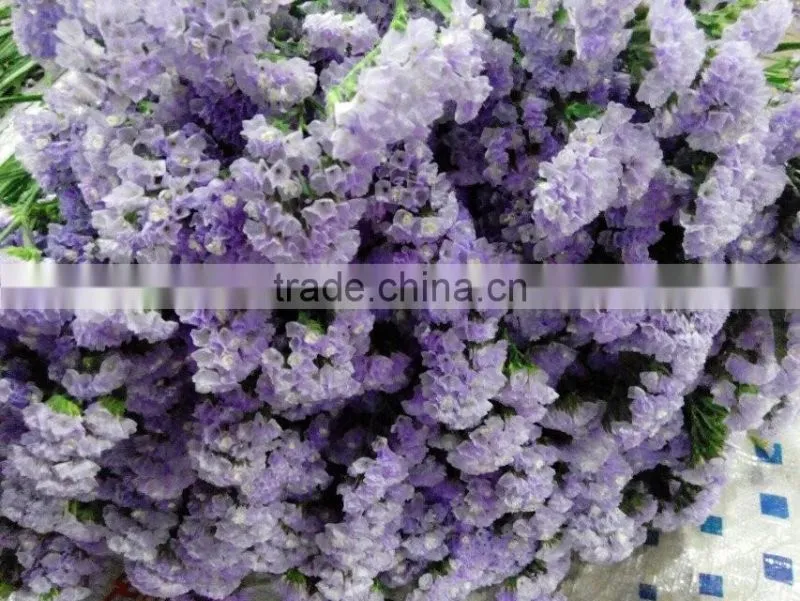 Fresh cut statice good quality cut flower myosotis from Kunming