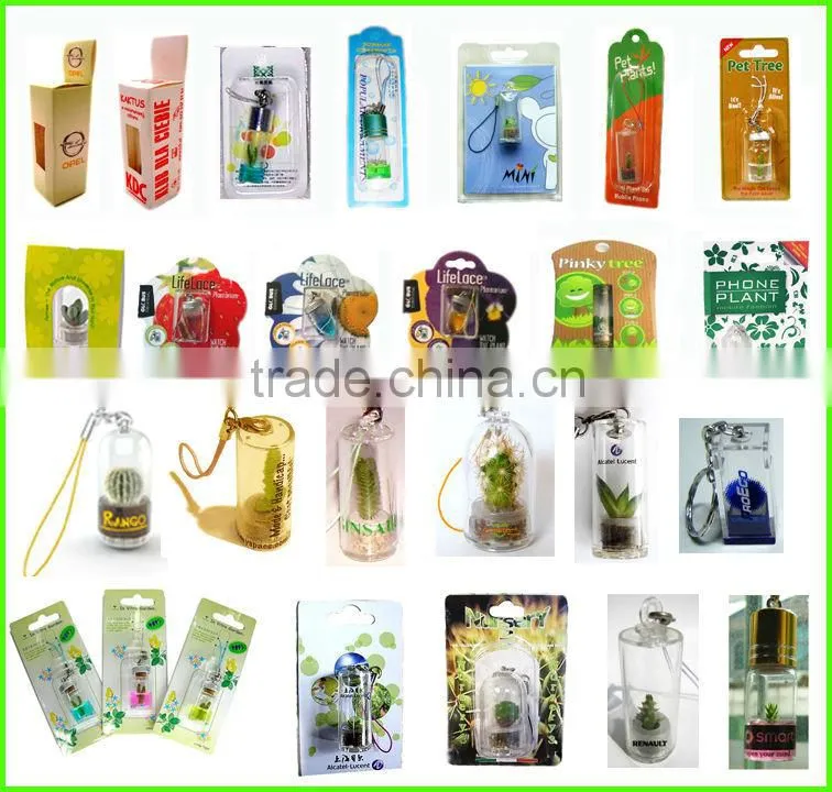 Pet Tree,Mini Plant, Pet Plant