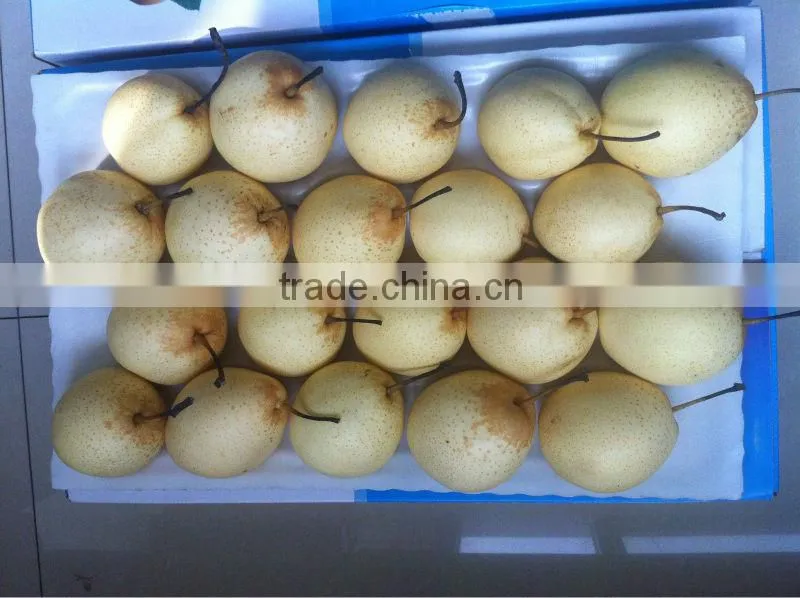 Ya pear New crop fresh pear wholsale