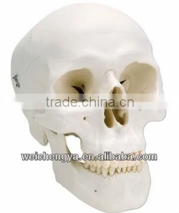 Classic Life-Size Skull Model