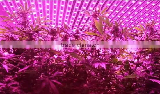High Power 600W Plant Grow Light Red and Blue Light Energy Saving