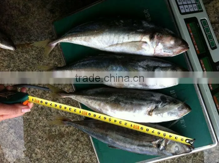 Frozen Horse Mackerel Trachurus japonicus