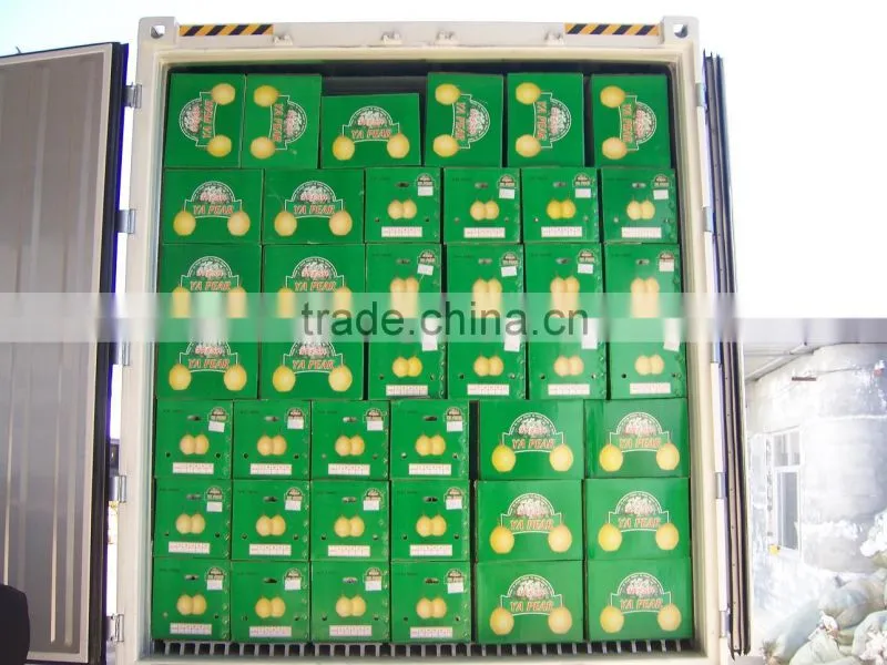Fresh Shandong Pear 60-70-80 in 15kg Carton