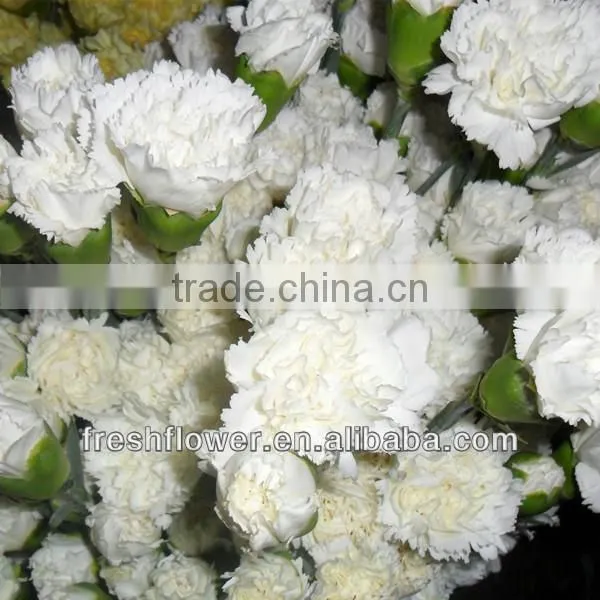 wholesale fresh cut flower of white carnation