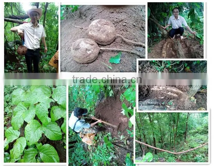 Thailand Pueraria mirifica Breast enhancement tea|naturaful breast enhancement