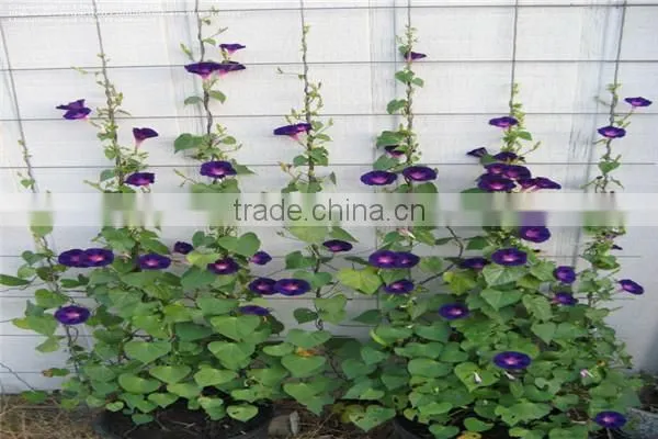 Melon Support Netting Fruit Support Netting
