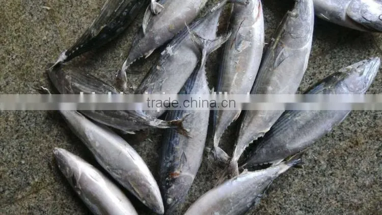frozen bonito sarda sarda 750-1000G