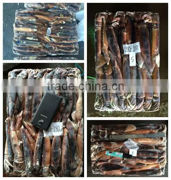 BQF illex argentinus squid for market and bait middle size