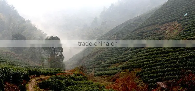 Naixiang oolong tea.Milk taste oolong tea.Taiwan famous oolong tea