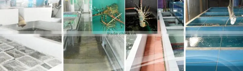 Live Flower Lobster (Panulirus Ornatus) and Mud Crab (Scylla Serrata), Live Tiger Prawn and other live Seafoods