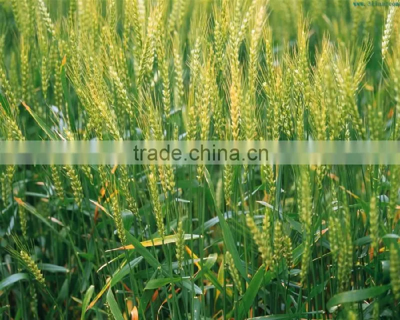 100 Pure and Natural Wheat Sprout Oil