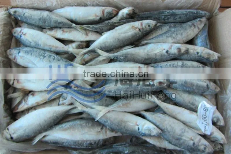 2016 New season frozen horse mackerel BQF